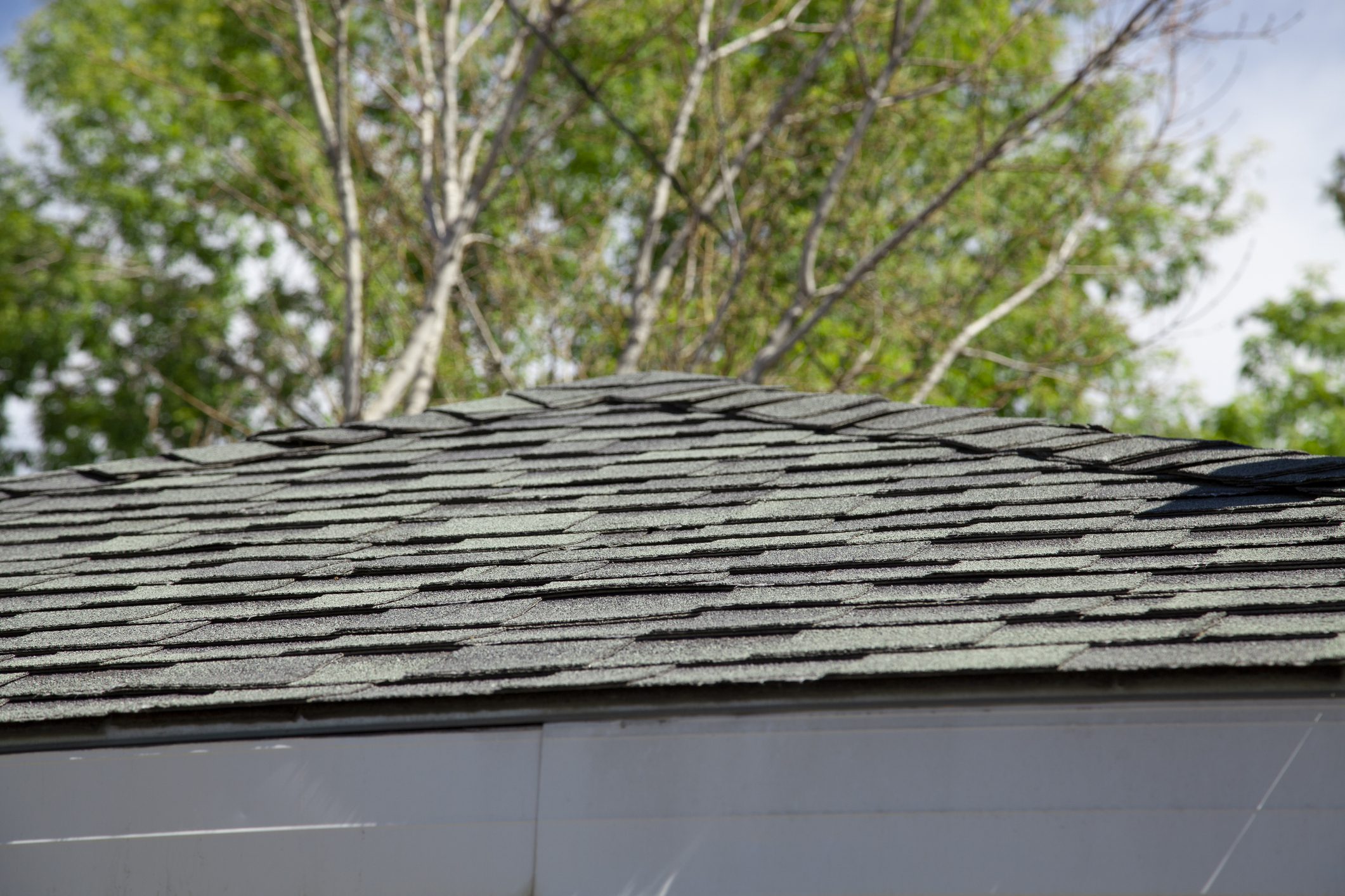 Roof Shingle