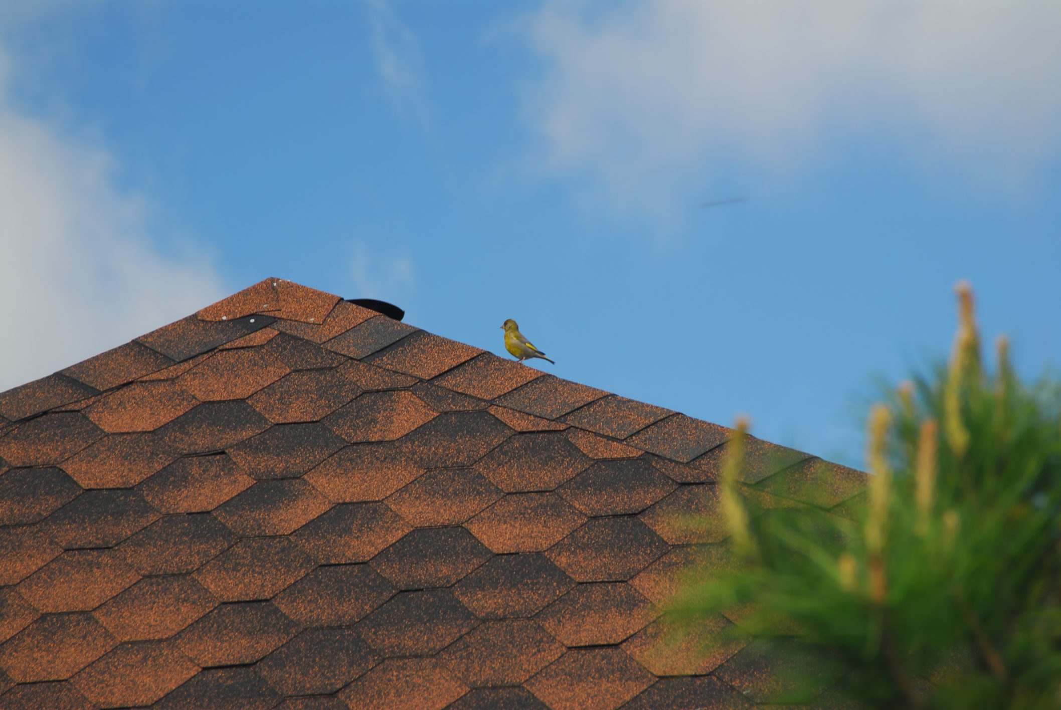 Small bird perched on rooftop against blue sky and clouds.
