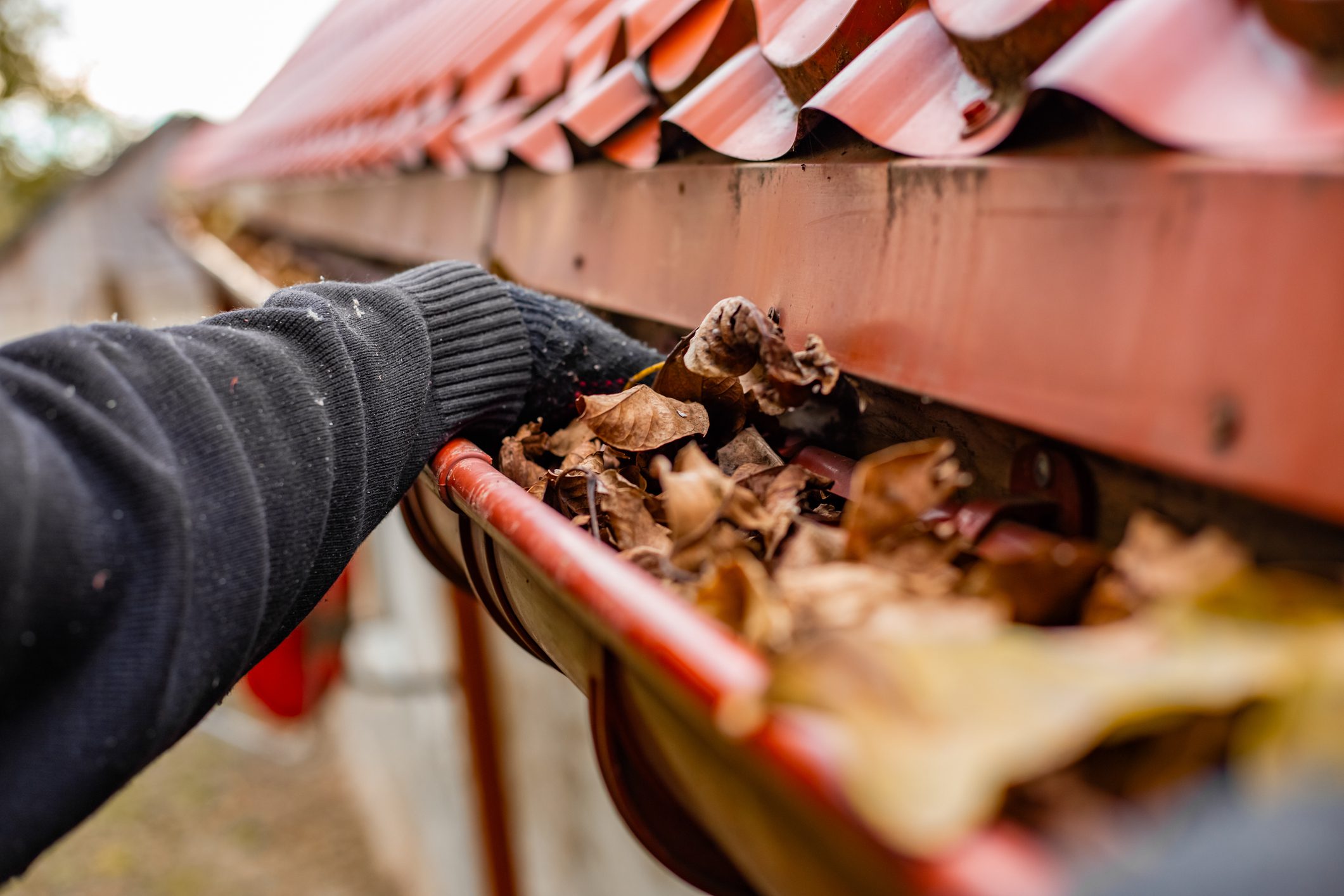Close-up of gloved hands cleaning a gutter filled with fallen leaves.