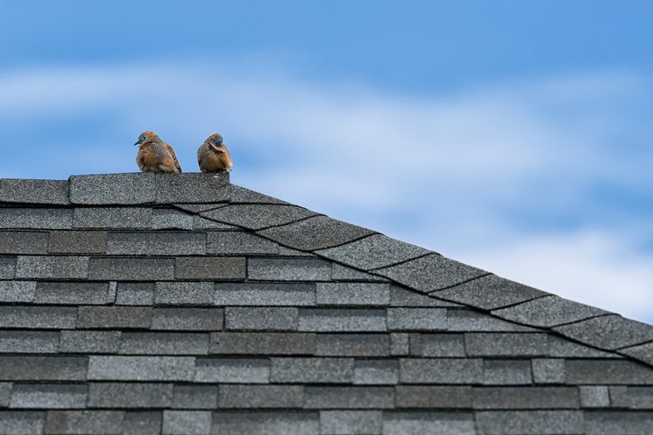 Couple dove on the roof of house,relaxing dove.
